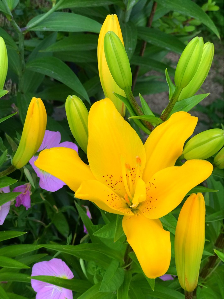 lily