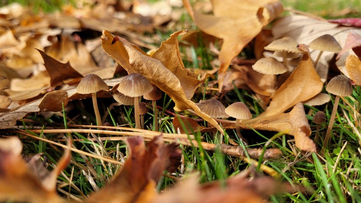 Autumn Mushrooms