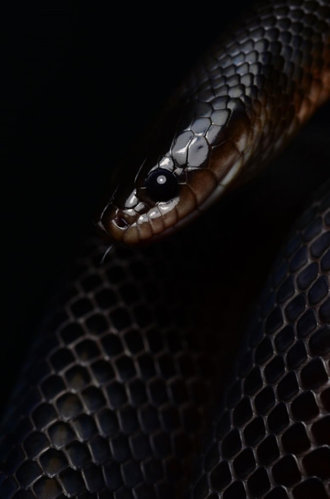 Snake