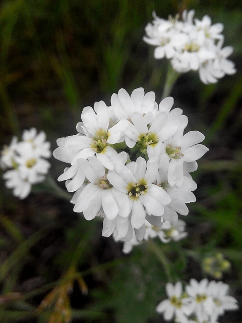 white flover