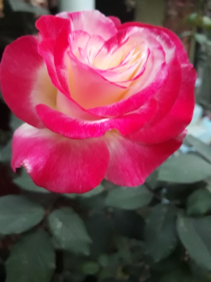 Red Rose
