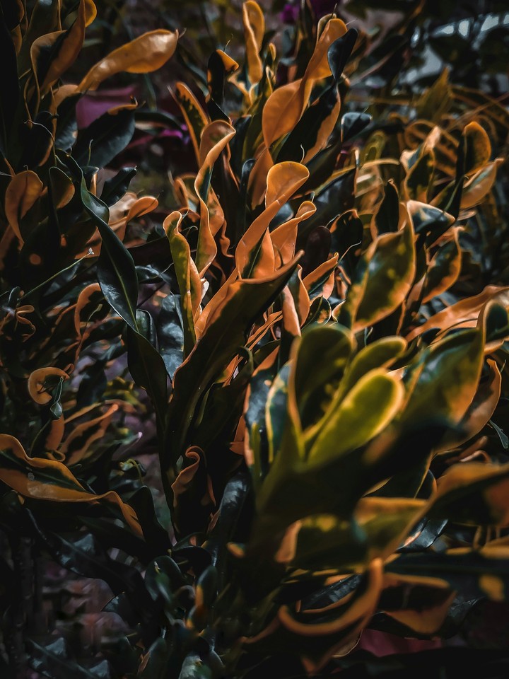 Plant