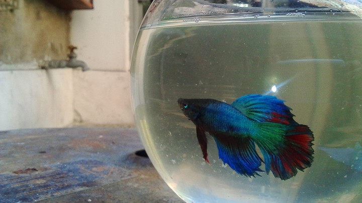 Betta Pez