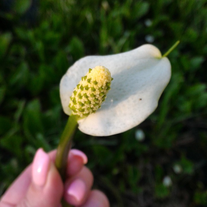 calla