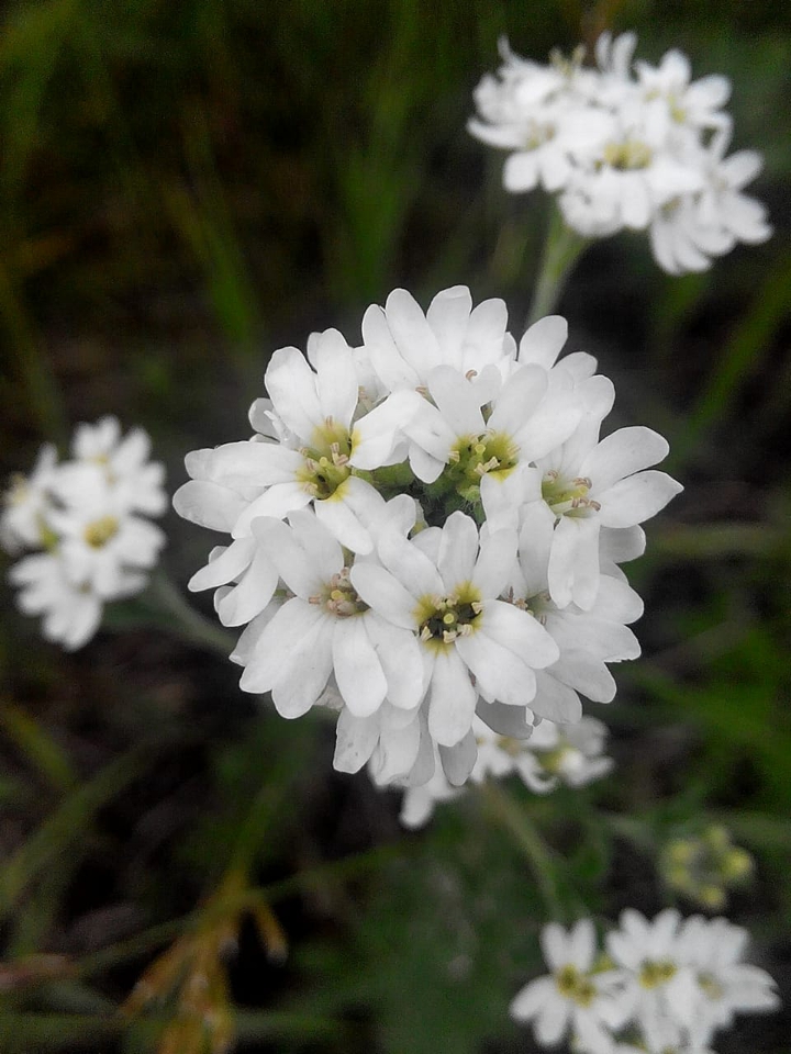 white flover