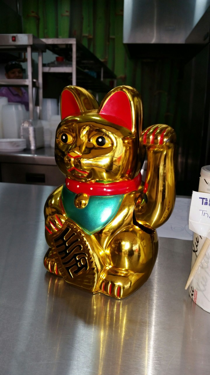 Chinese cat