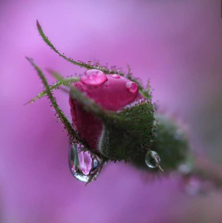 Bud & drop