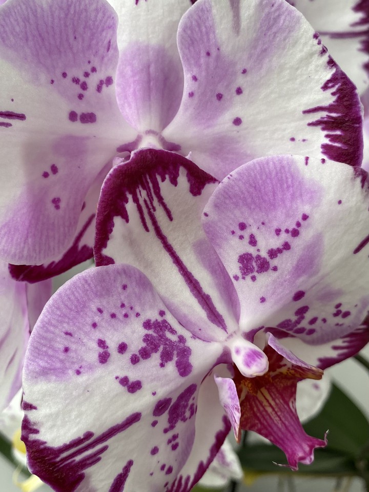 phalaenopsis