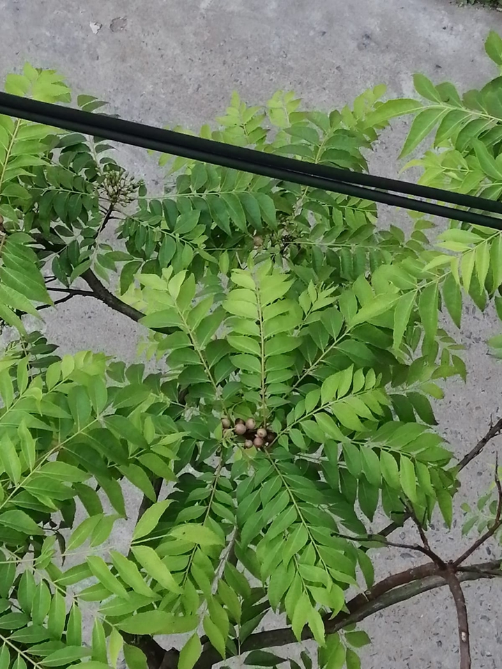 I'm growing plant by plant.