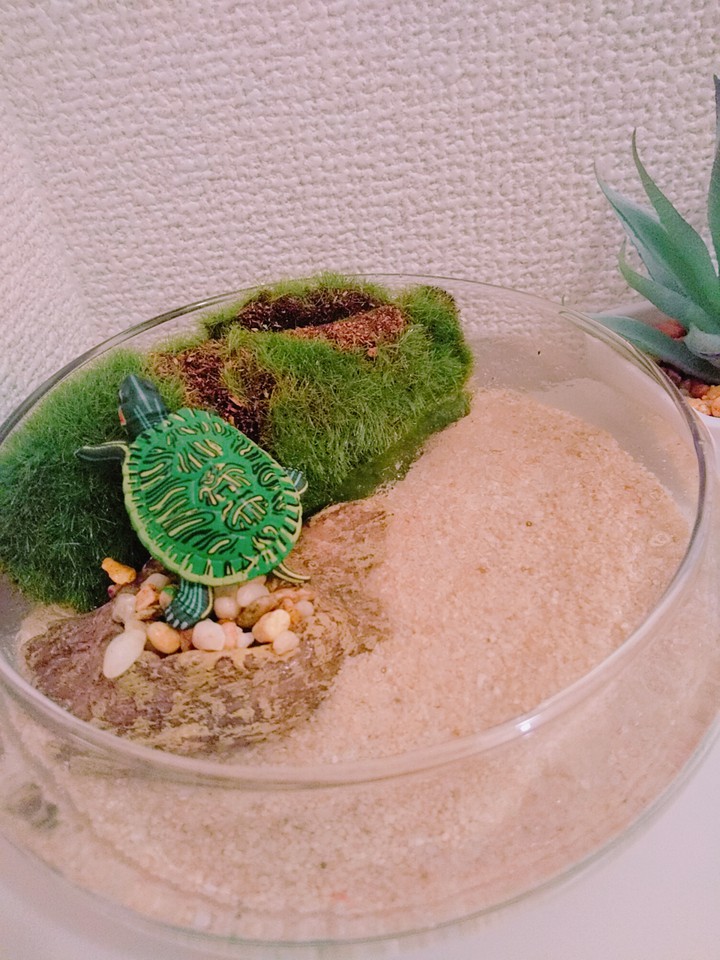turtle
