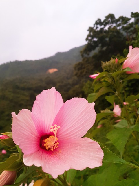 무궁화삼천리화려하다