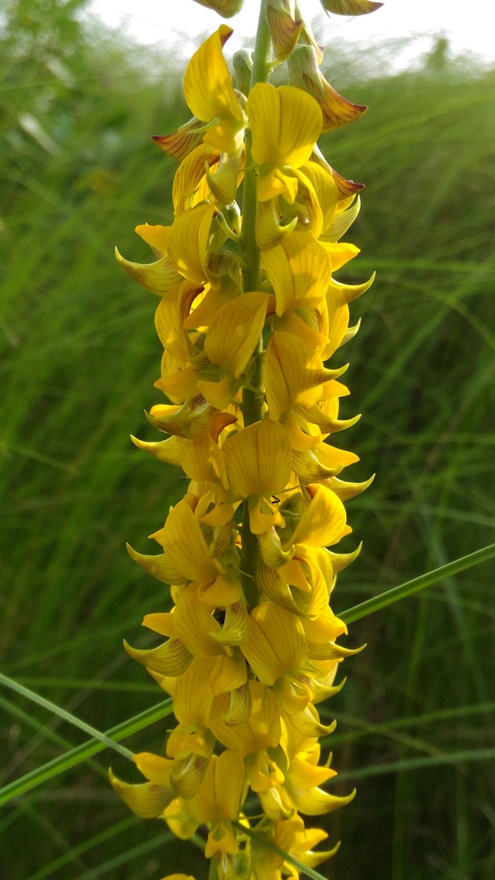 yellow...