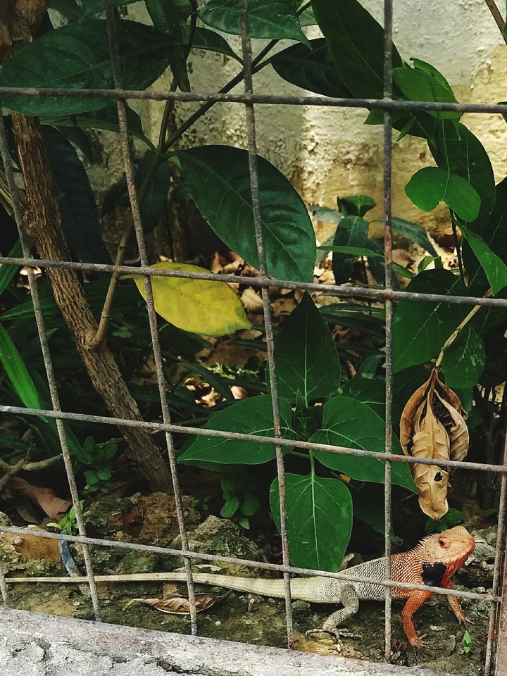 chameleon