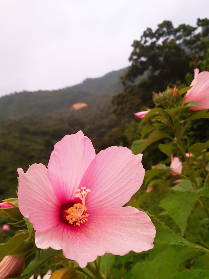무궁화삼천리화려하다