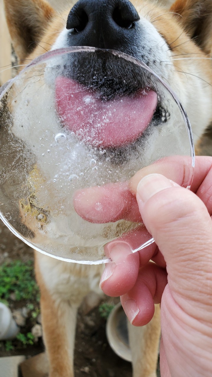 柴犬