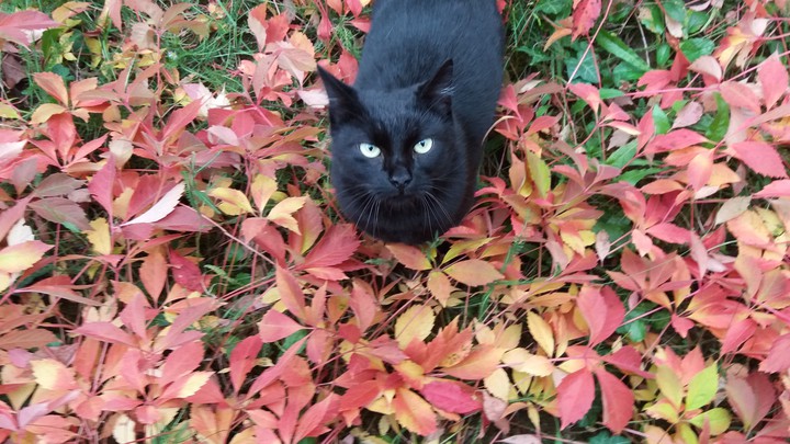 Cat looking at the Sky