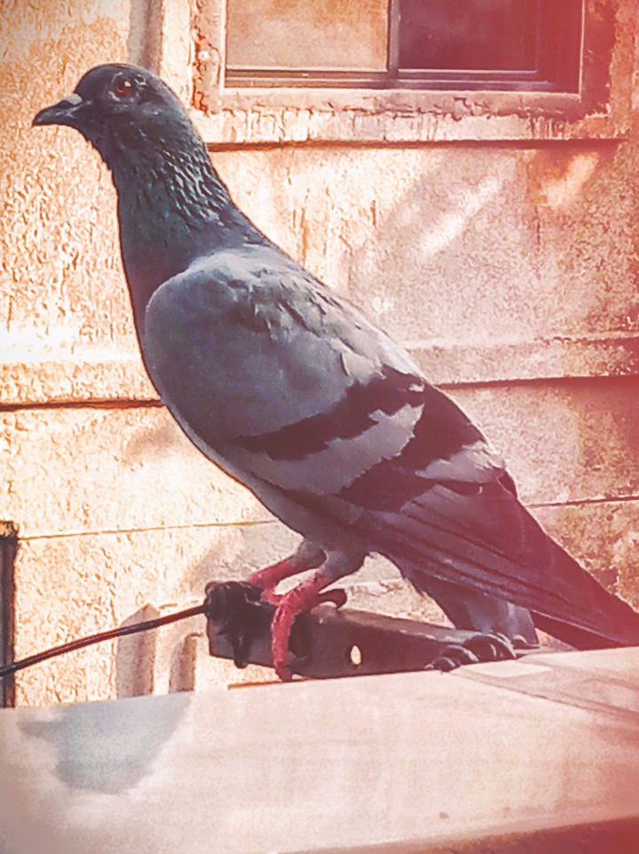 A pigeon ?