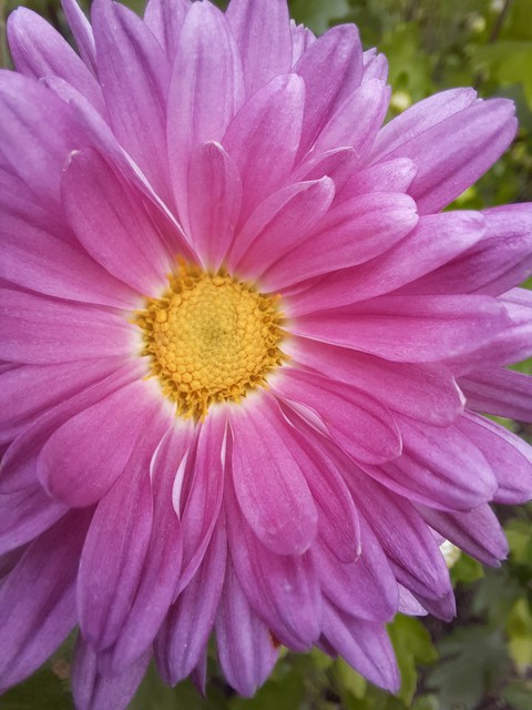 aster, wildflower Hintergrundbilder