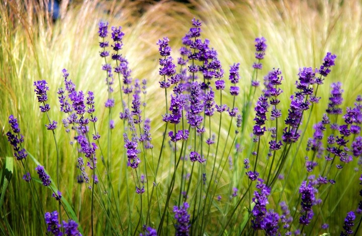 lavanda