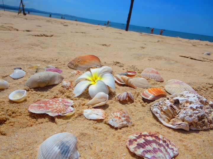 Beach treasure