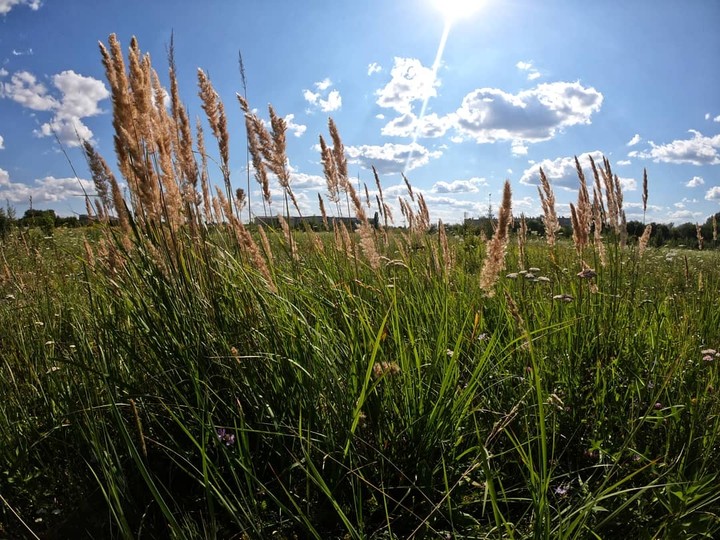 field