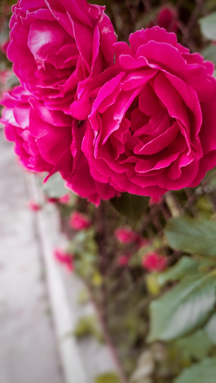 roses