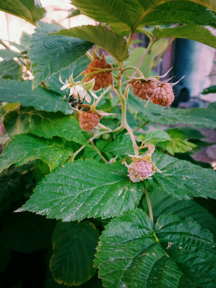raspberries
