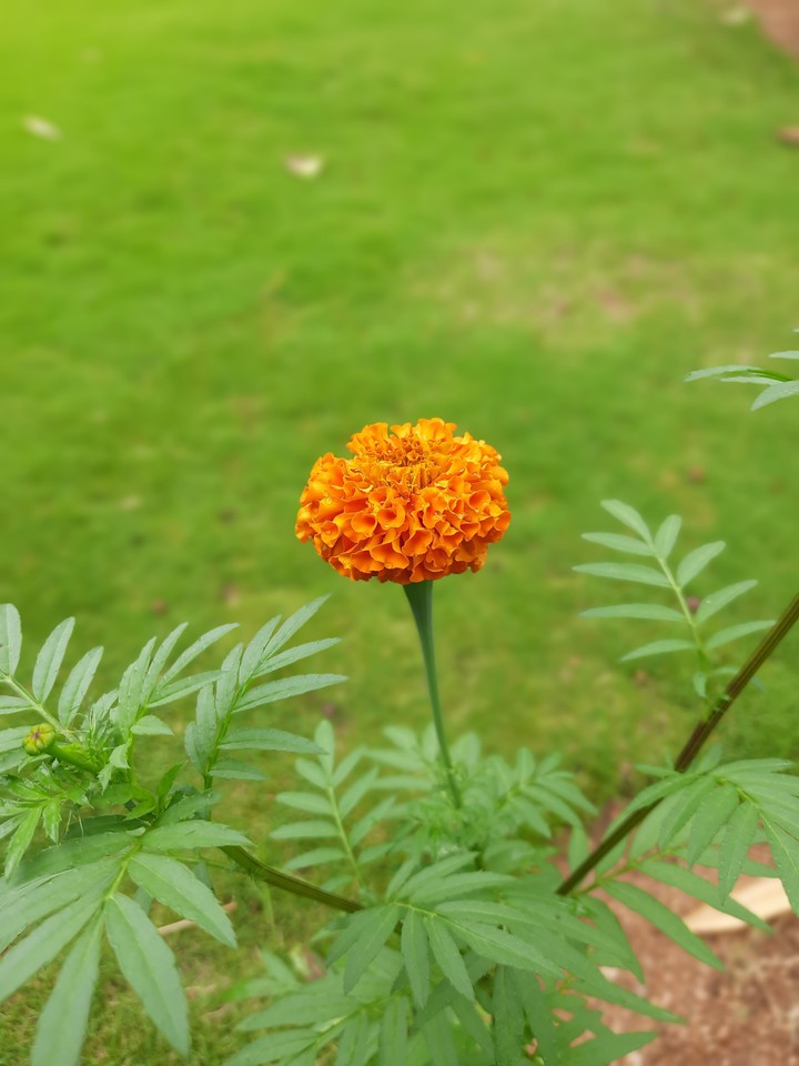Lonely Flower