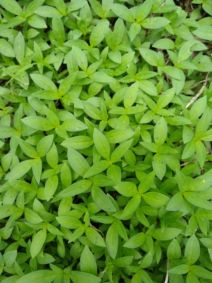 hierba