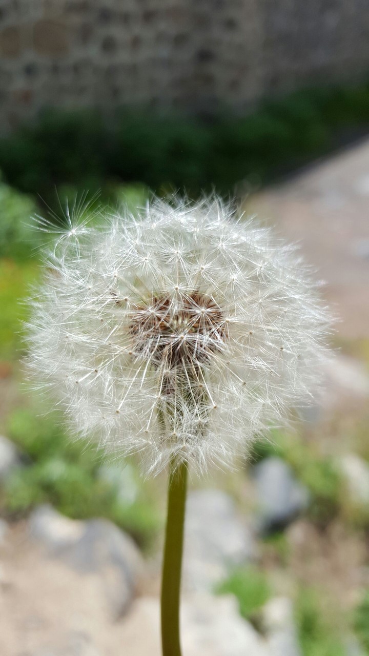 dandelion