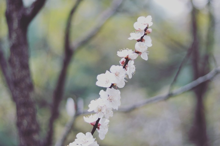 벚꽃
