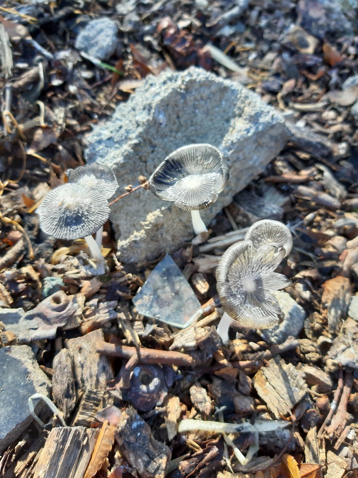 silver mushrooms