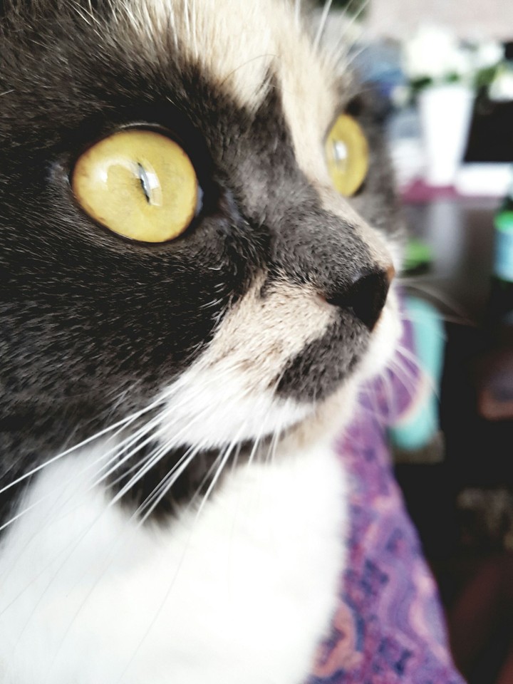 cat