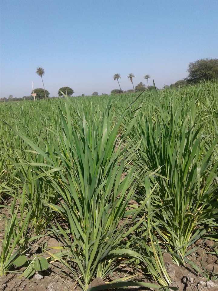 sweet farm