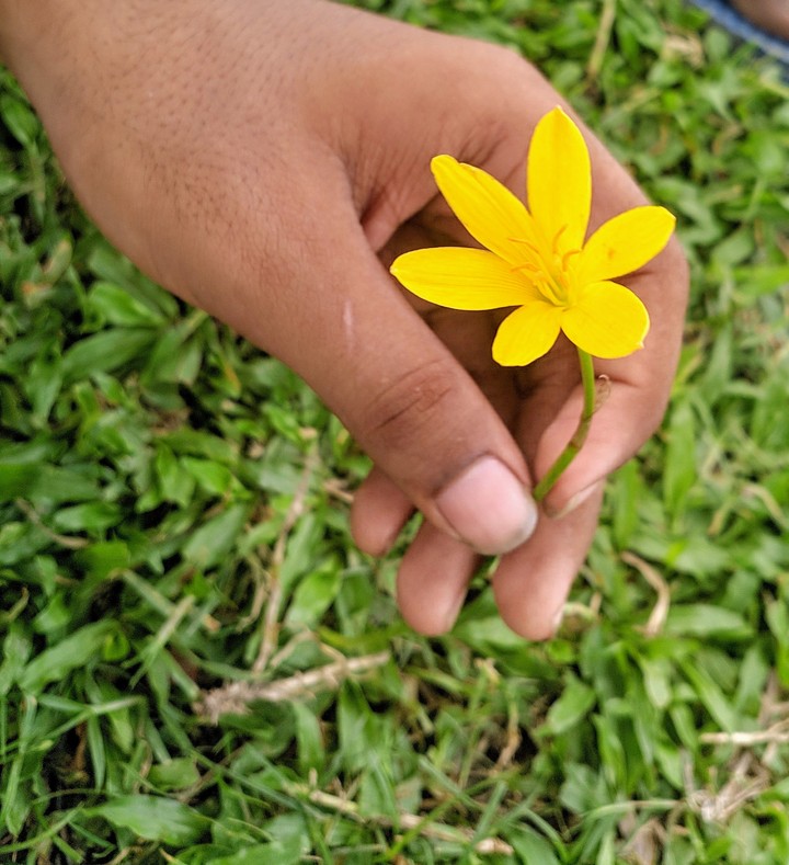 yellow flower.