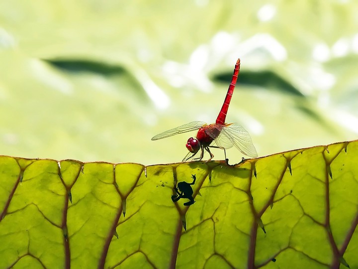dragonfly nature wallpaper