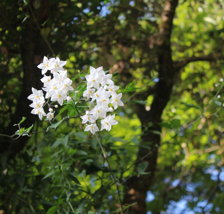White flowers ❤️