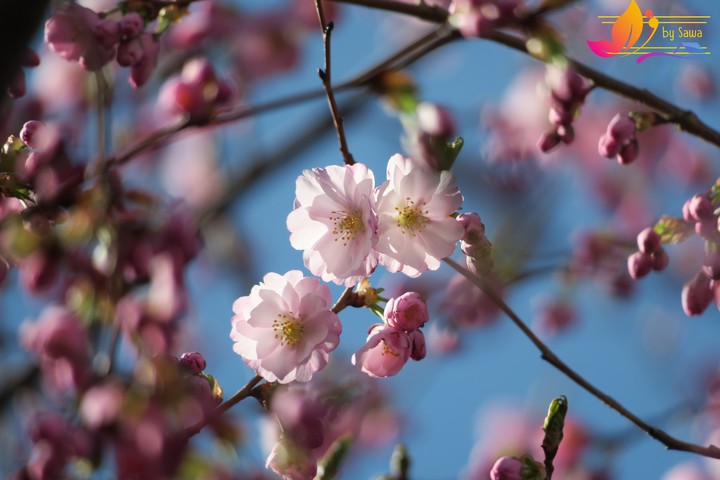 Cherry blossom