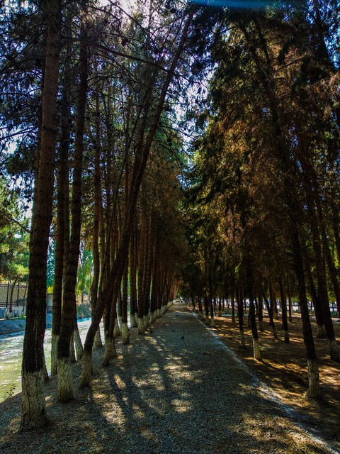 forest