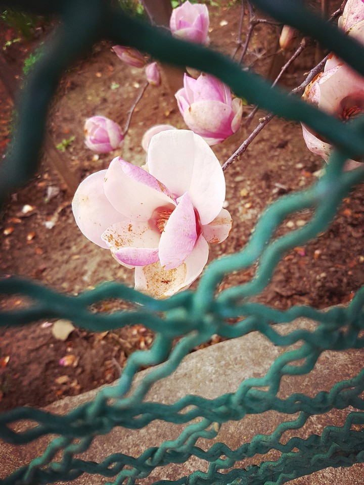 trapped flower