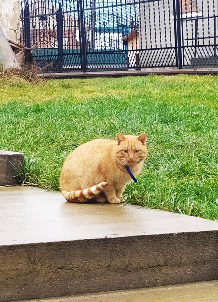 cats is sitting