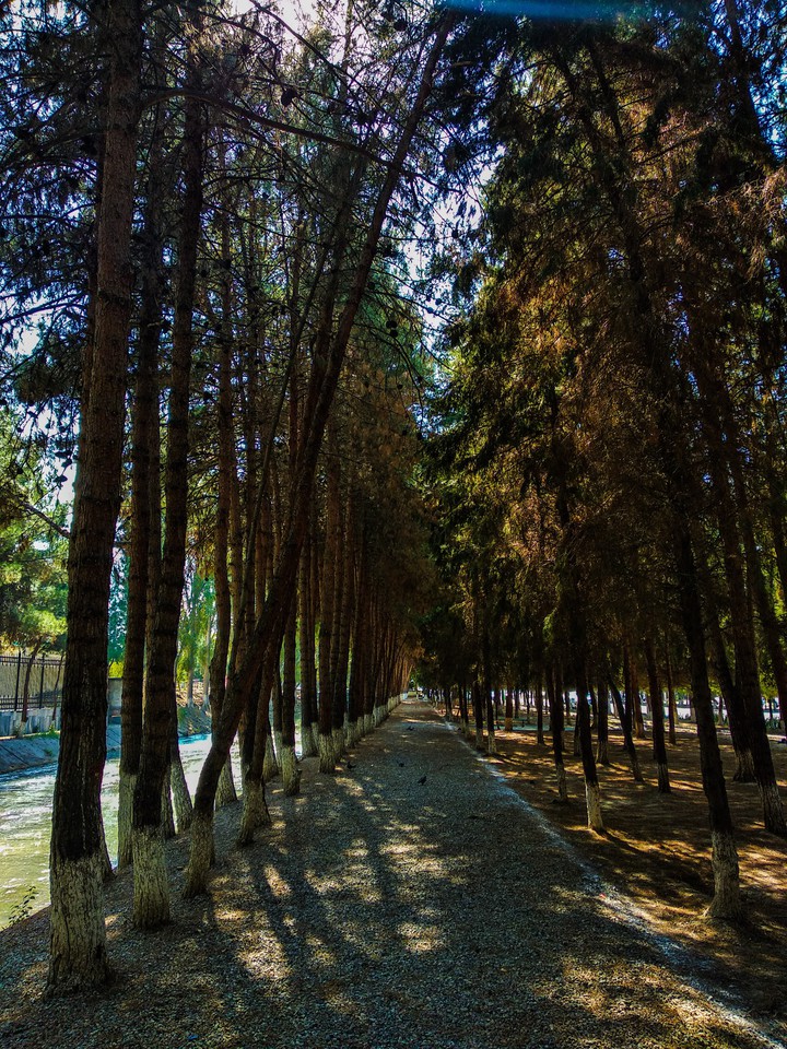 forest