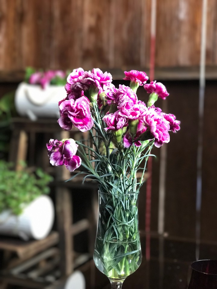 a beautiful flower in a sunny day