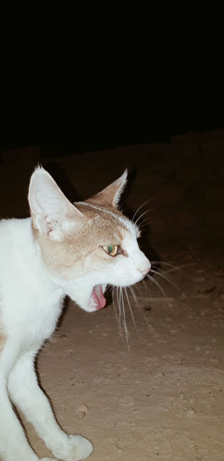cat's eyes