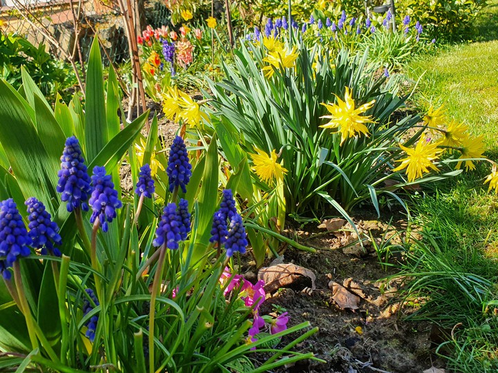 Garden flowers