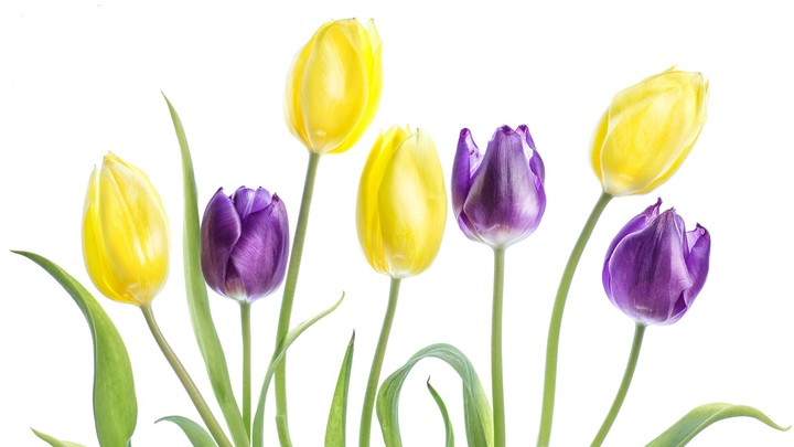 Tulips