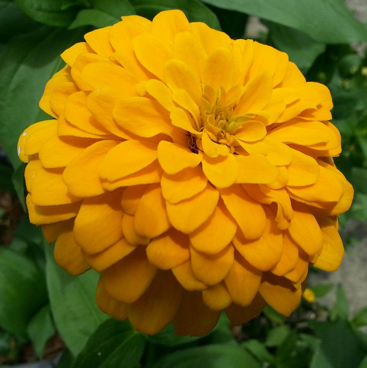zinnia