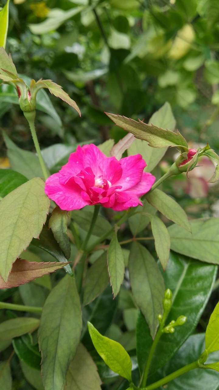 pink rose