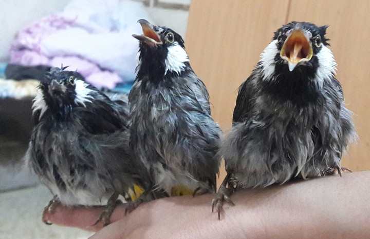 if you like birds please like.I LOVE  YOU GUYS