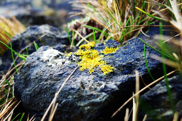Lichen on a rock